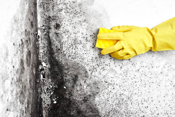 Best Same-Day Mold Removal  in Highland Park, TX