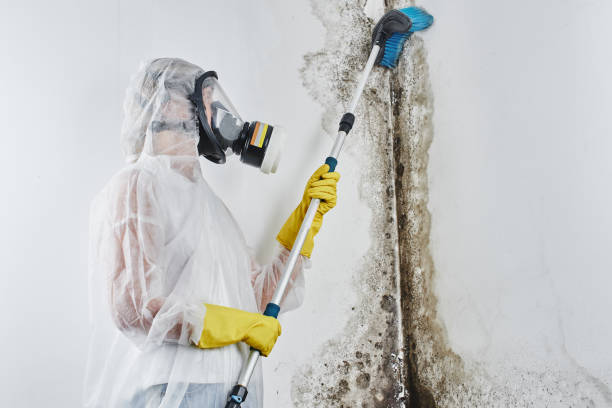 Mold Removal and Inspection in Highland Park, TX