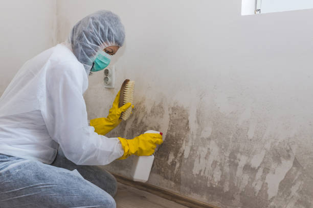 Mold Removal and Inspection in Highland Park, TX