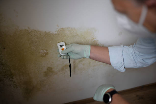 Best Fast Mold Removal  in Highland Park, TX