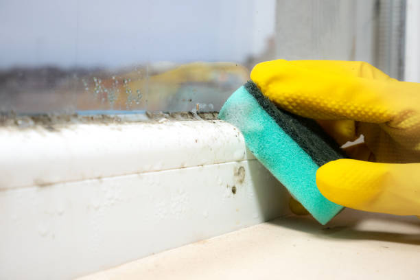 Trusted Highland Park, TX Mold Removal Experts