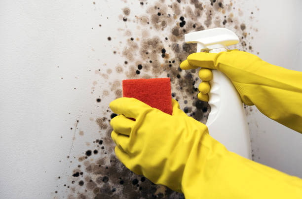 Best Attic Mold Removal  in Highland Park, TX