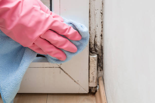 Best Toxic Mold Removal  in Highland Park, TX